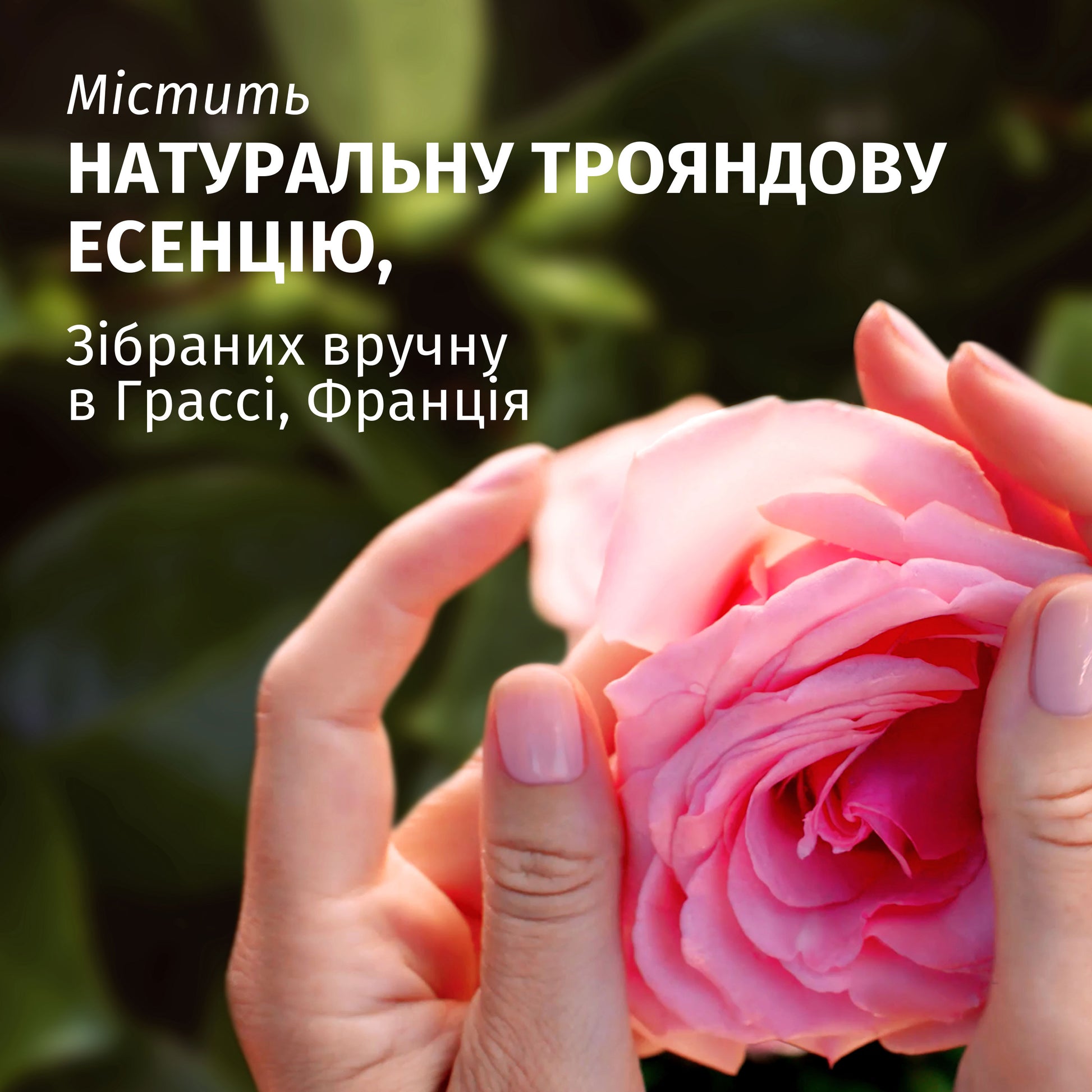 Herbal Essences Rose Scent Shampoo, 350 mL - Image 2