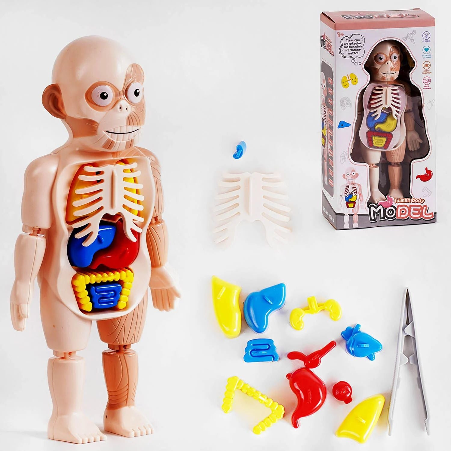 W 608 Human Anatomy Doctor Set