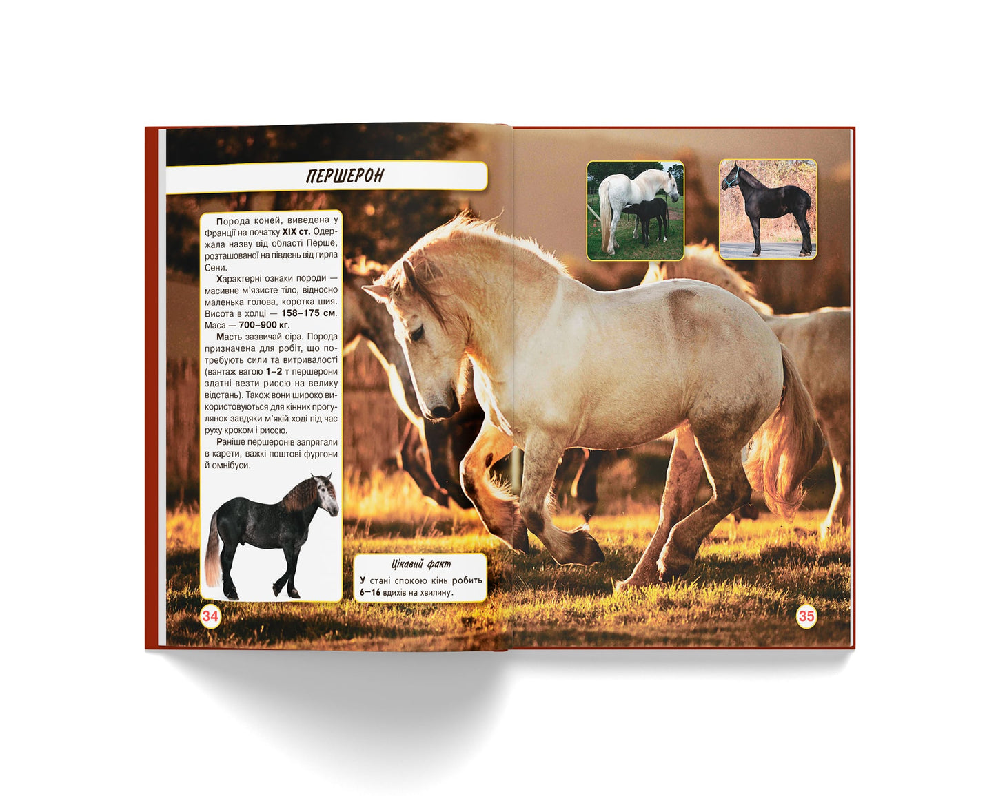 Crystal Book A4 World Around Us Photo Encyclopedia: Horses - Image 3