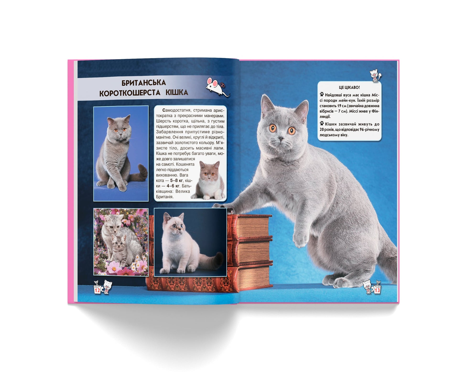 Crystal Book A4 World Around Us Photo Encyclopedia: Cats - Image 3