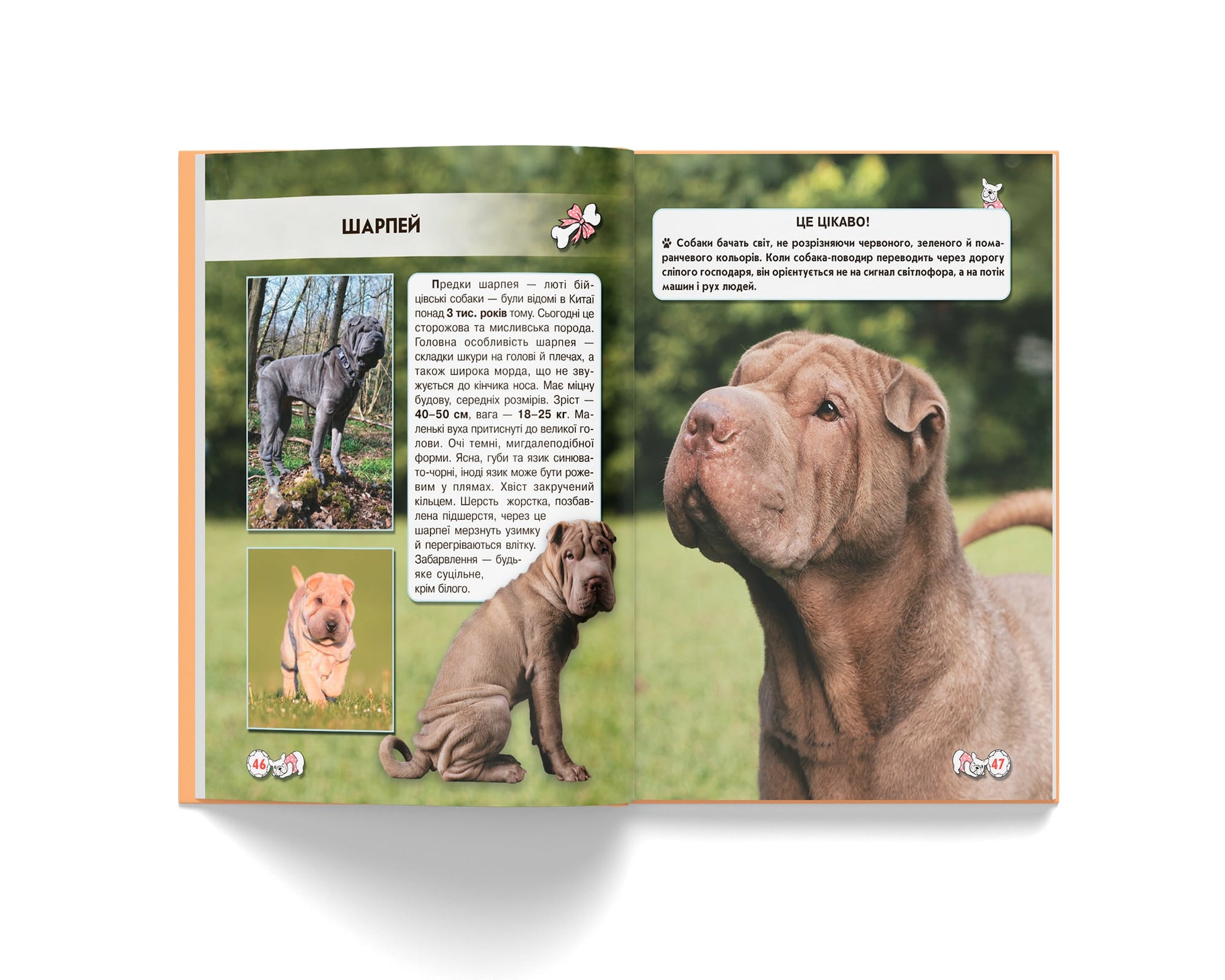 Crystal Book A4 World Around Us Photo Encyclopedia: Dogs - Image 3